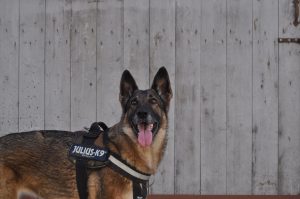 K9 in Montgomery County & Your Drug Case